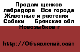 Продам щенков лабрадора - Все города Животные и растения » Собаки   . Брянская обл.,Новозыбков г.